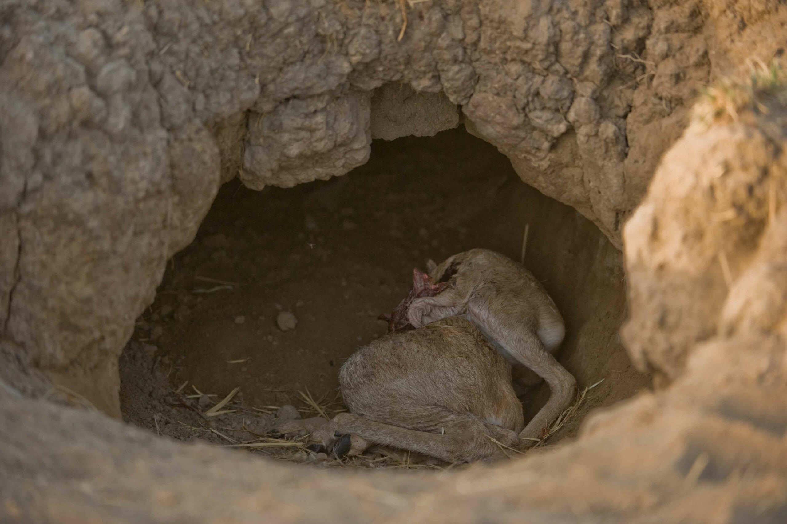 Bones of all shapes and sizes usually surround an active den. In Velavadar, Gujarat, wildlife photographer Kalyan Verma noticed a den with the carcass of a blackbuck fawn neatly tucked away. He reckons the fawn was hunted by a striped hyena and saved for the cubs to consume.  In 2021, archaeologists in northwestern Saudi Arabia unearthed hundreds of thousands of bones, accumulated by striped hyenas, in a sprawling network of tunnels formed by volcanic activity. Radiocarbon dating suggests that some bones were over 6,000 years old.  Interestingly, during his study in Kutch, Dr Bopanna noticed that the number of bones found at an active den site went up when the cubs were young — and the cubs’ older siblings had much to do with it. Photo: Kalyan Varma