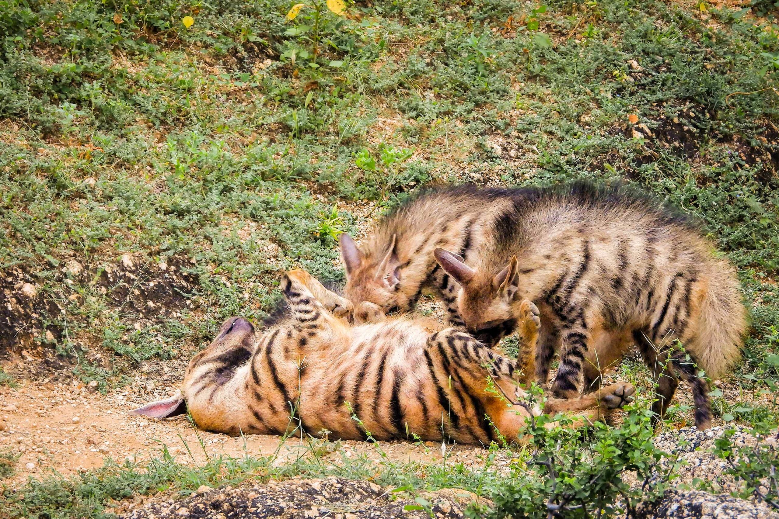 Mothers suckle their young for 4-5 months. Their extensive intake of bones ensures the cubs get a healthy dose of calcium. Over 6-8 months, as the young ones grow, the clan slowly disperses, only to reunite for the next breeding season. This time, the previous season’s litter takes charge. Photo: Bheru Bishnoi