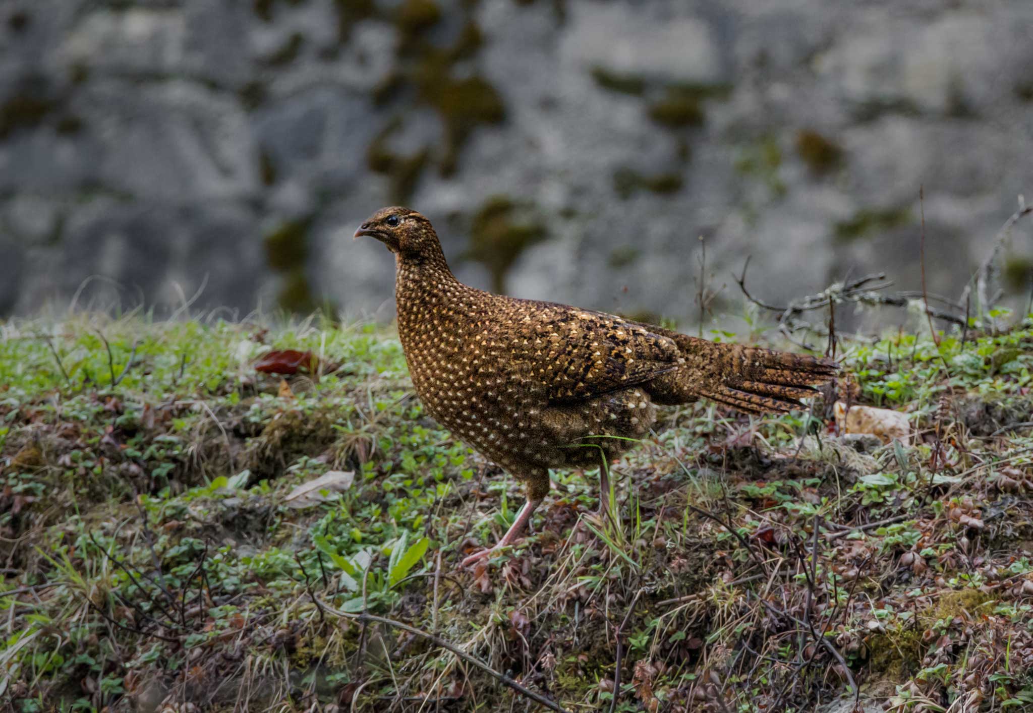 The female satyr tragopan’s plumage is brown, marked with light spots and streaks and irregular bars on the tail. Some females may also be a dull grey-brown. All female tragopans are largely similar in appearance and are usually distinguished based on their range.  Found at altitudes ranging from 1,800 m to 4,300 m, satyr tragopans breed between May and June. They place their nests, a crudely assembled structure of sticks, among tree branches. Occasionally, they may also use the old nest of another large bird. 