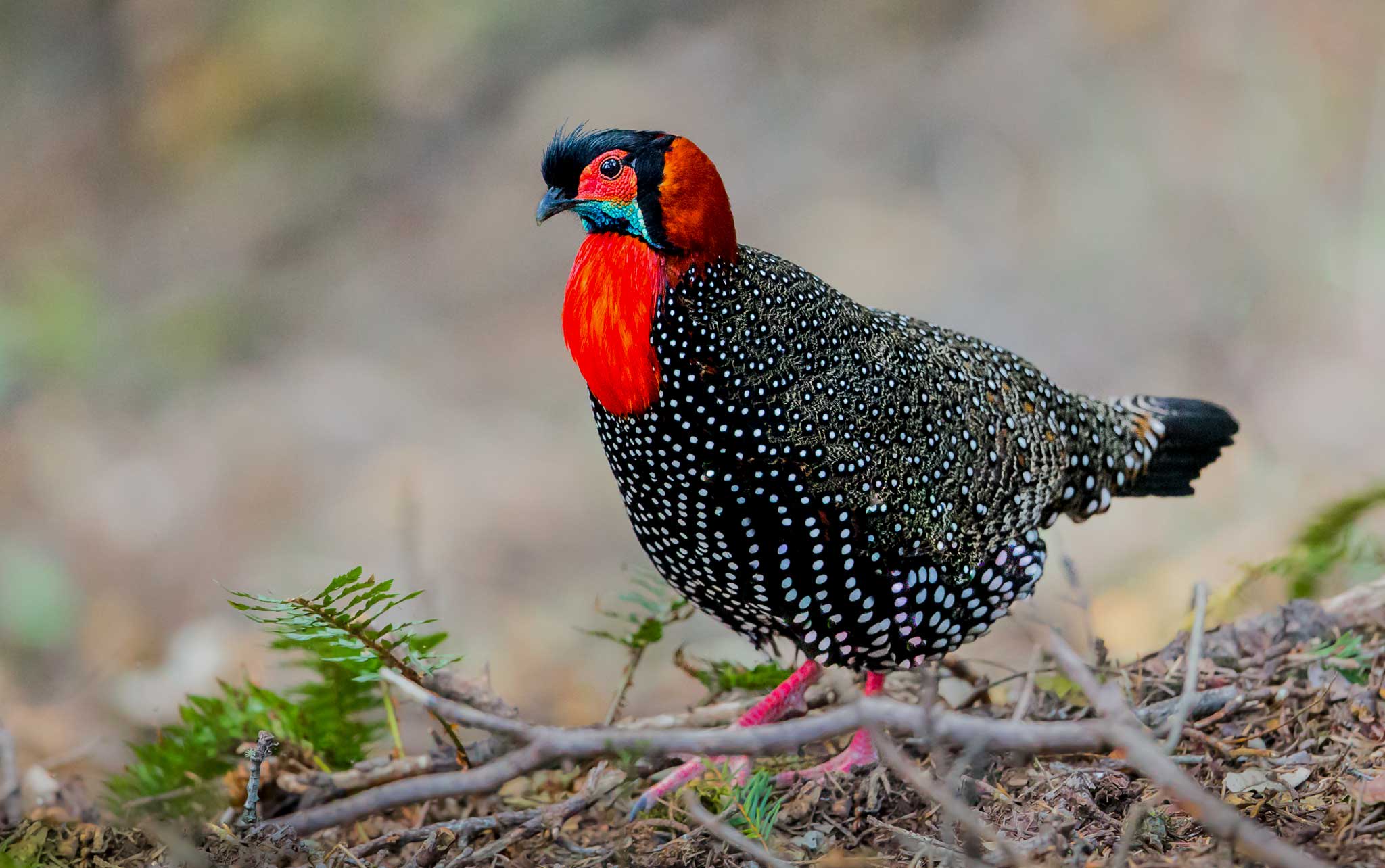 Darkest among the tragopans, the male western tragopan has blackish body plumage contrasting with a scarlet nape and orange breast; its facial skin is red and throat blue.  Of all the tragopans, the western tragopan was the most difficult to sight for Kuriakose, who undertook two expeditions to the Great Himalayan National Park to photograph the bird. “I trekked through the park for seven days in 2015 but had to return without a single sighting. I returned the following year and had almost given up all hopes of seeing the bird by the sixth day. I finally teared up when this individual came down a slope towards the log behind which I had hidden,” she says. 