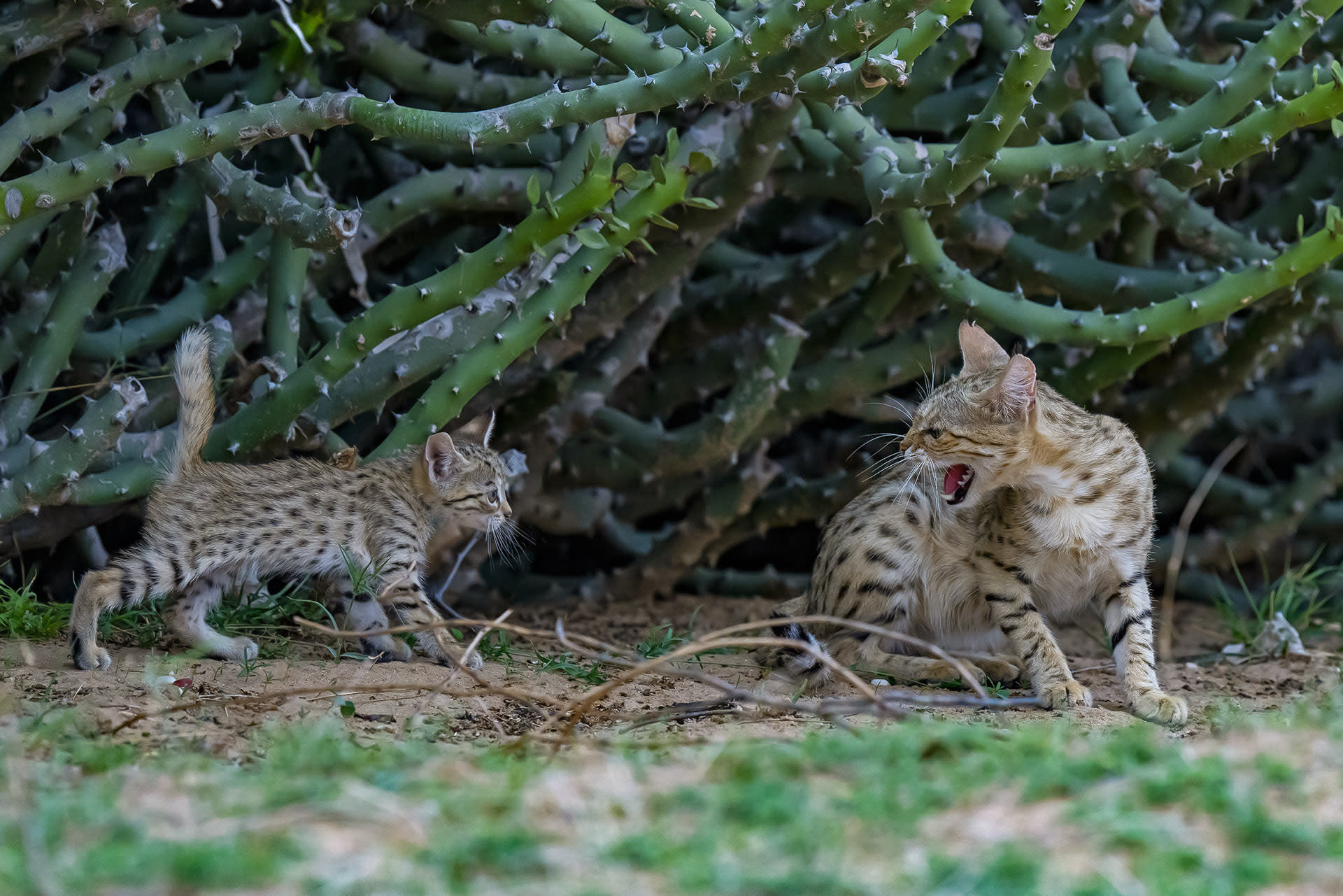 Mukherjee also observed that while the male cat shared the same den, he seemed to have an independent schedule and appeared rather aloof from the kittens. When the mother and her kittens moved dens twice, the father stayed behind in this den. In this parched landscape, euphorbia real estate is at a premium. “While waiting to see if the wildcat mother and kittens would return, I observed mongoose, wild boar, and even desert fox using the same euphorbia at different times of the day”, Mukherjee shares.