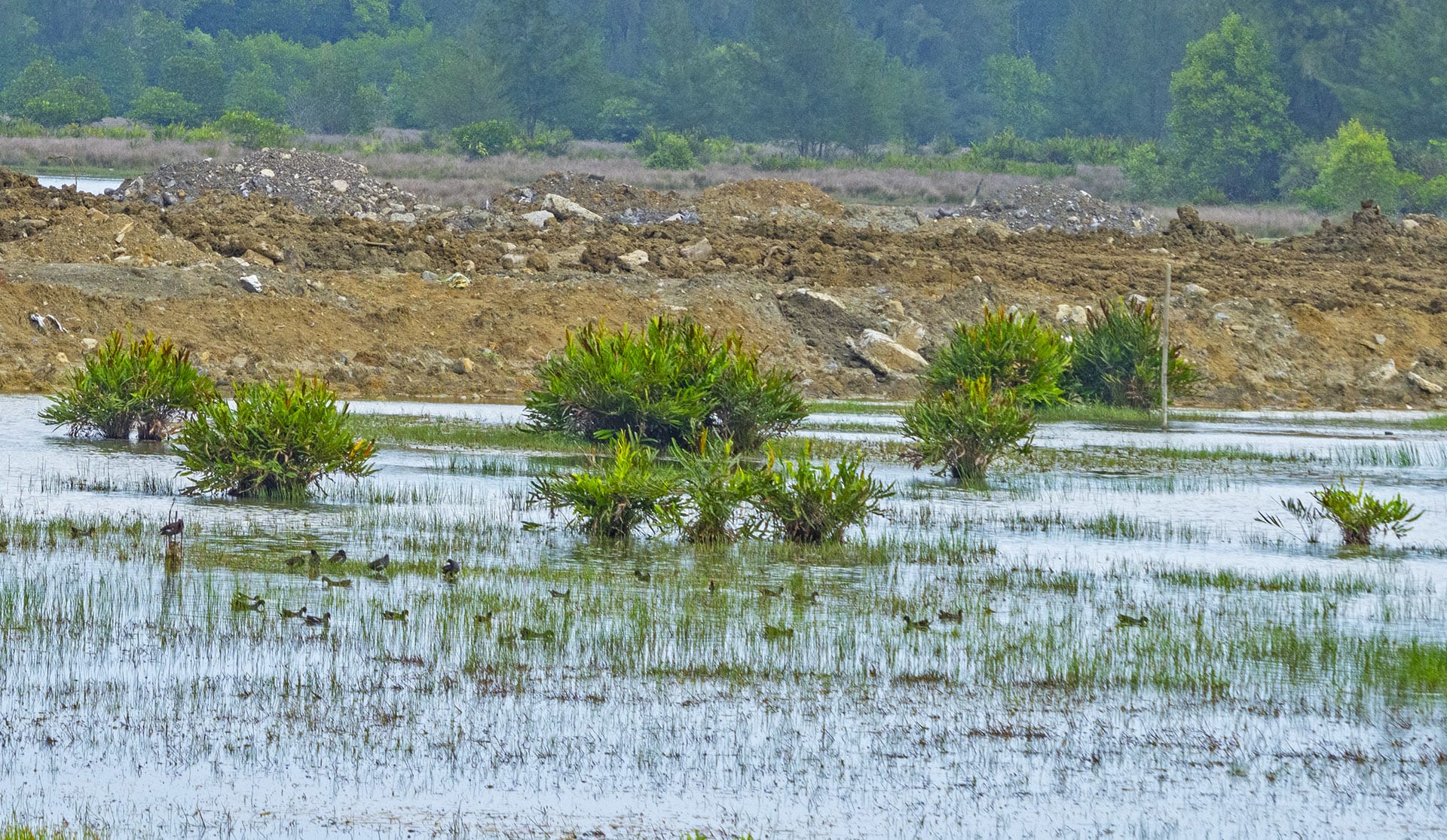 Sippighat wetland was born out of the tsunami when seawater rushed inland during the disaster. Today, because of its unclear legal status, large parts of it are being reclaimed to build roads and for other private construction.  Cover Photo: A flock of Andaman teals bobs in the waters of Sippighat wetland. The Andaman teal is recognised by the white ring around its eye, that sometimes extends to form a larger white patch. 