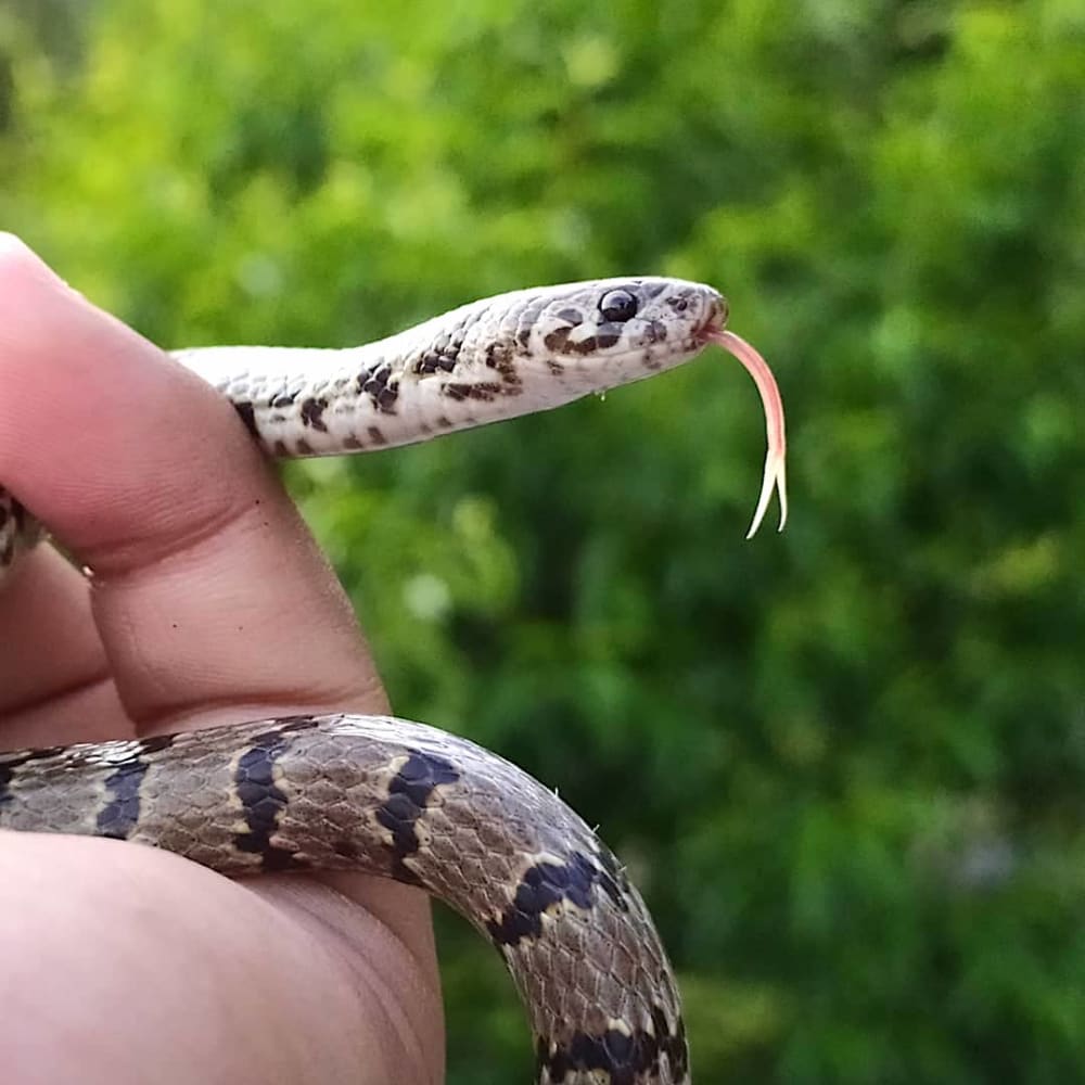 Instagram Leads to Discovery of a New Himalayan Snake Species