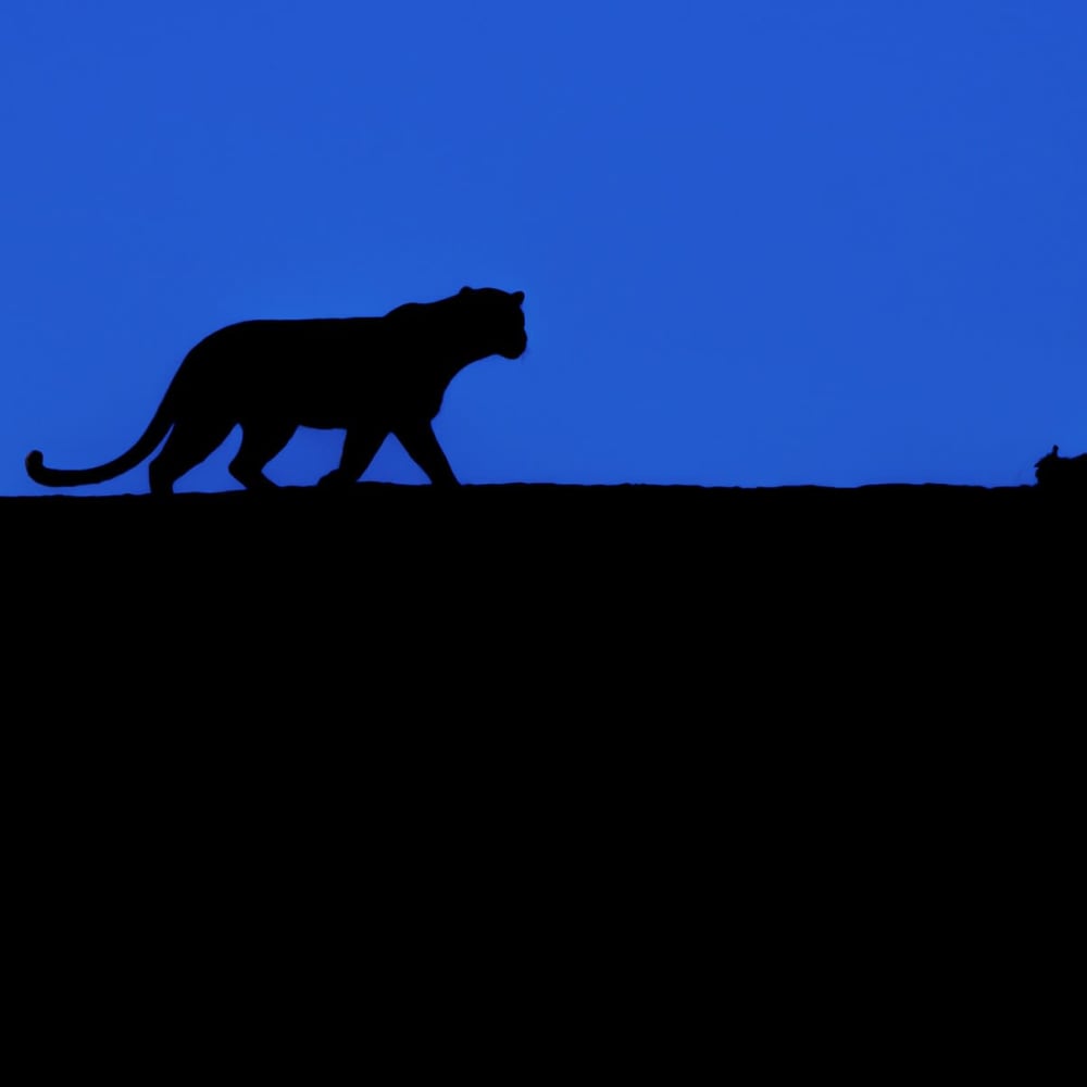 Muskaan: The Leopard Queen of Kumbhalgarh