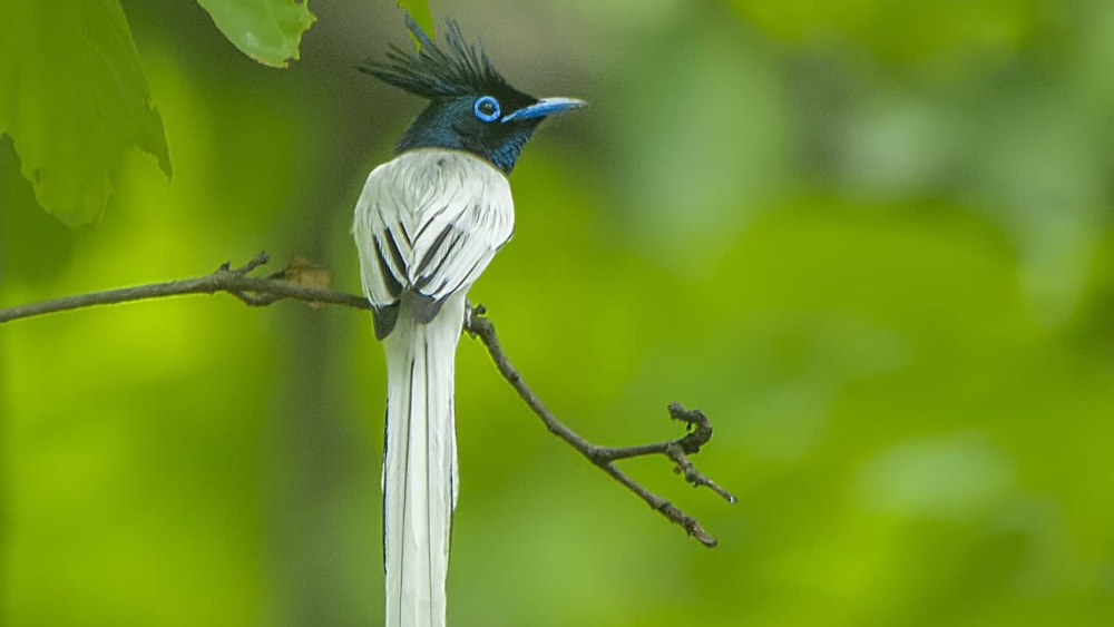 Indian Paradise Flycatcher: Flash Dance of the Glam King