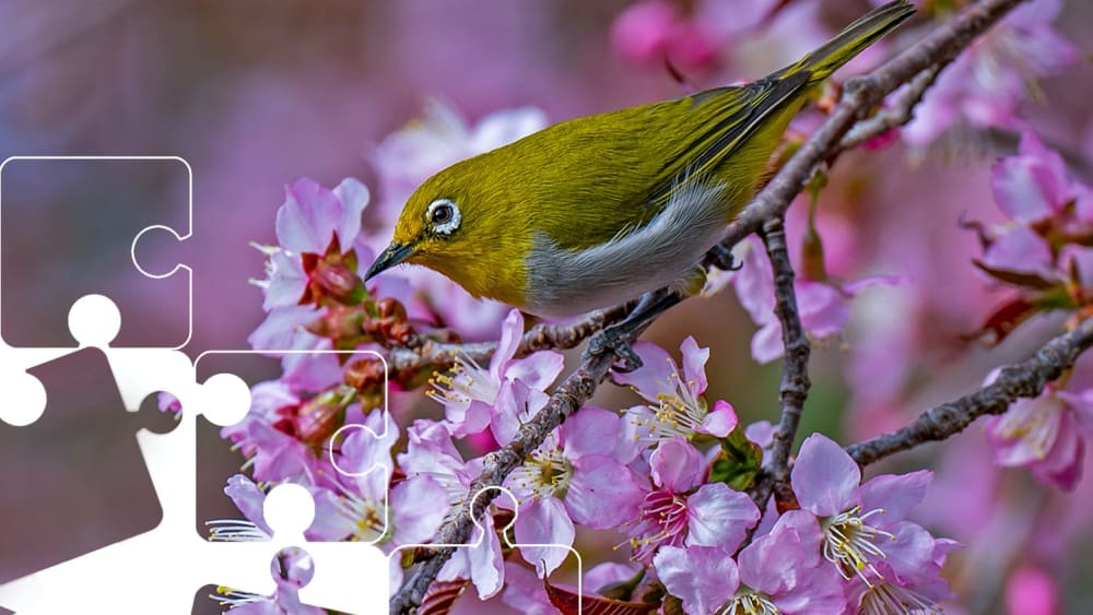 Wildlife Puzzle: Indian White-eye