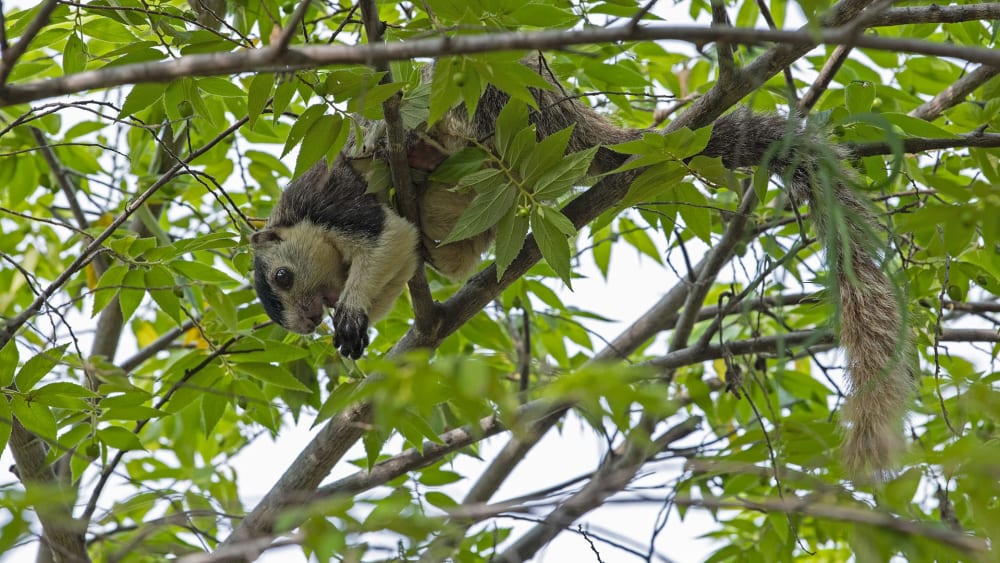 Missed Connections: How Disconnected Forests Threaten the Grizzled Giant Squirrel