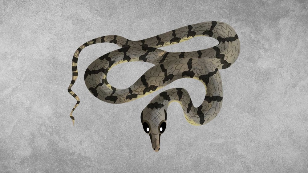 Dog-faced water snake: Facts, Diet, Habitat