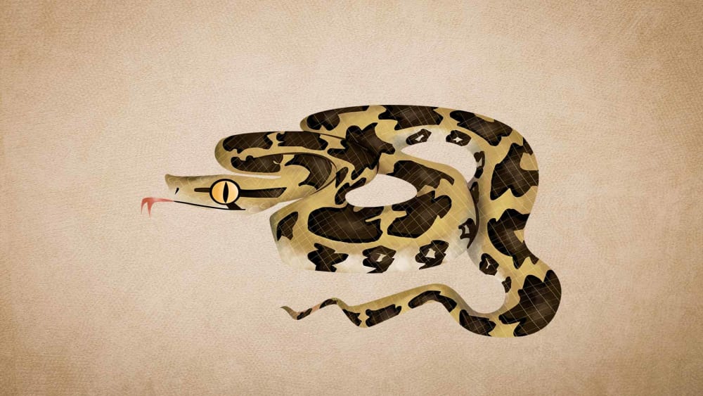 Indian Rock Python: Facts, Diet, Habitat