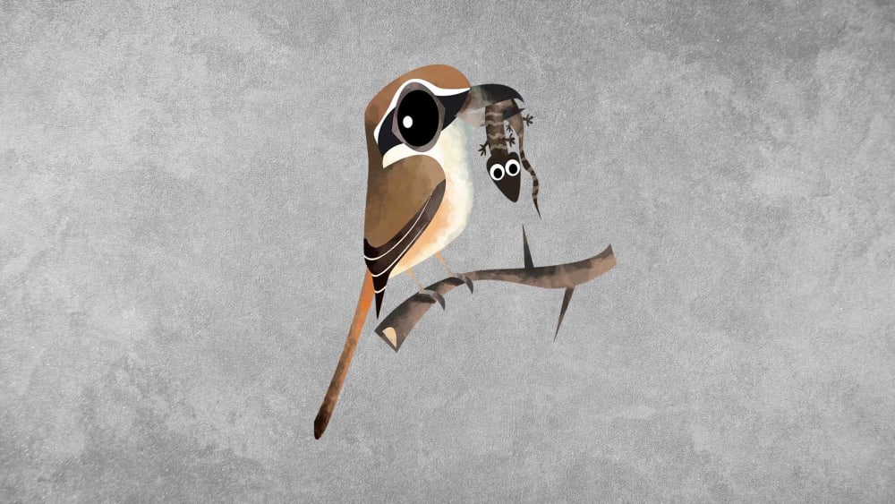 Brown Shrike: Facts, Habitat, Migration