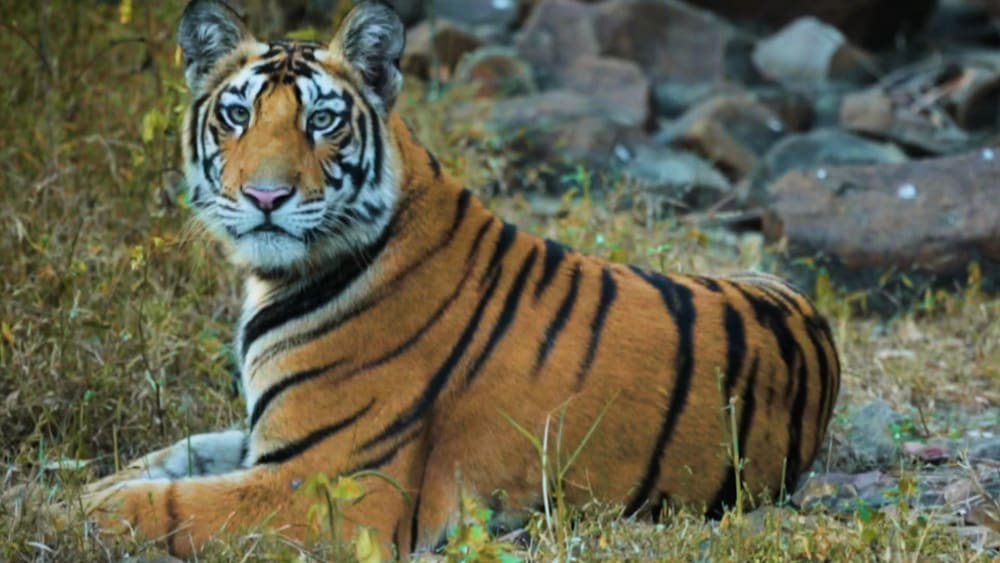 The Guide: Panna Tiger Reserve