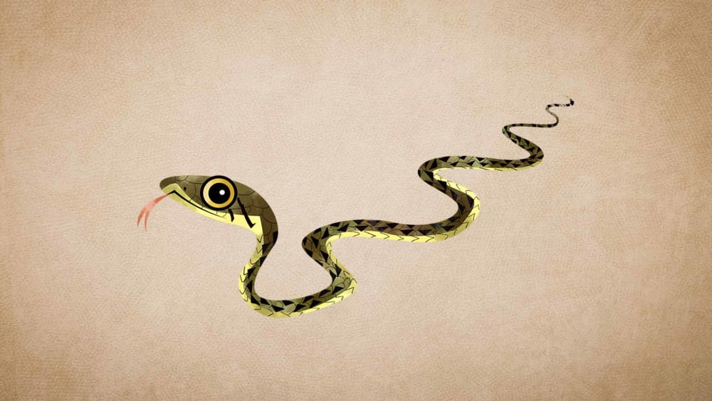 Checkered Keelback: Facts, Diet, Habitat