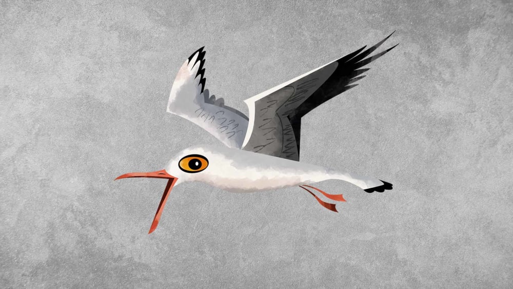 Gulls: Facts, Habitat, and Call