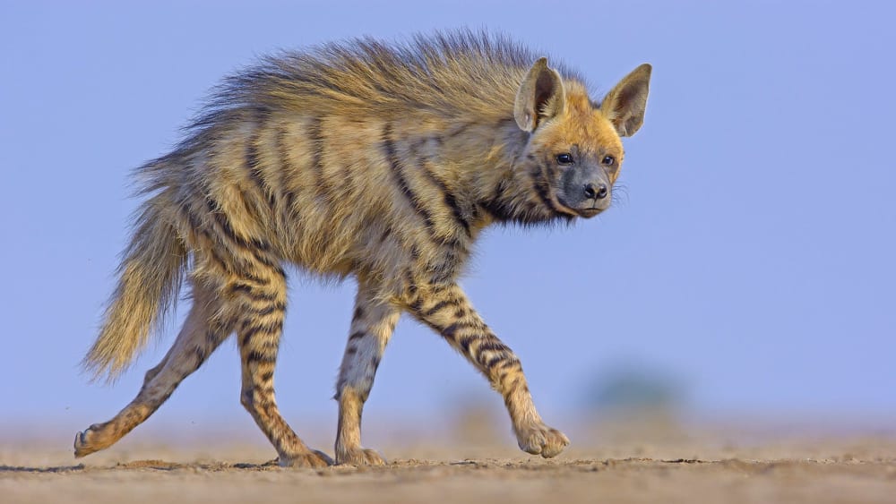 Quiz: The Hyena