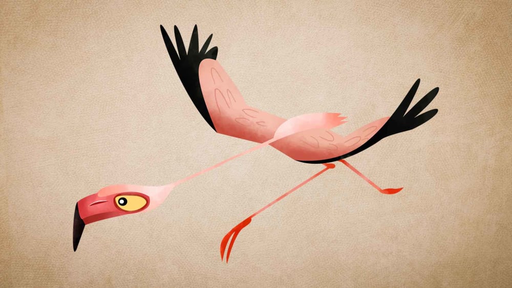 Greater Flamingo: Facts, Habitat, Threats