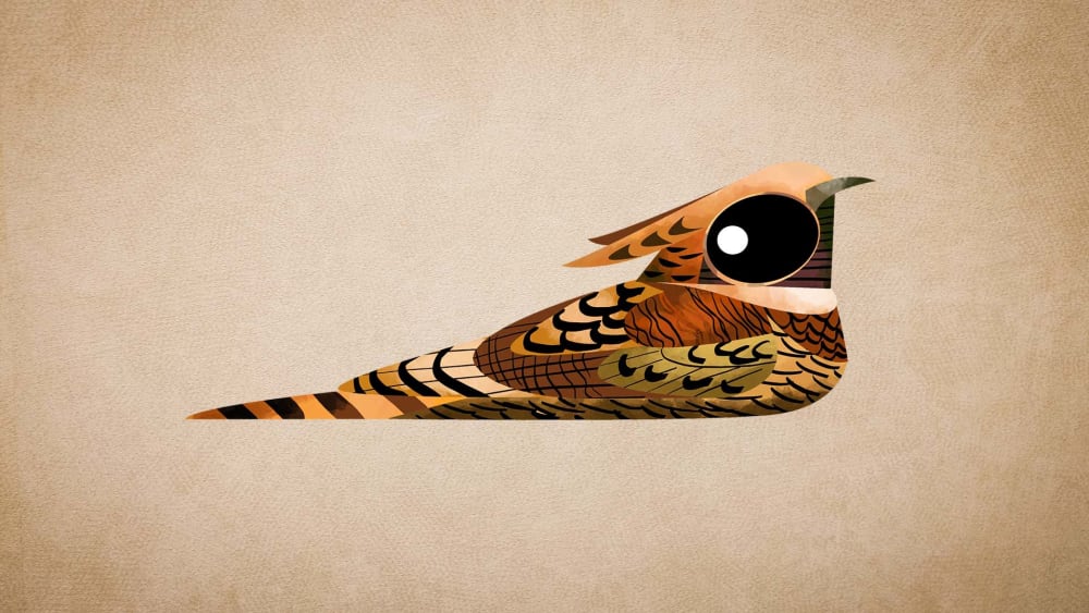 Nightjars: Facts, Habitat, Threats