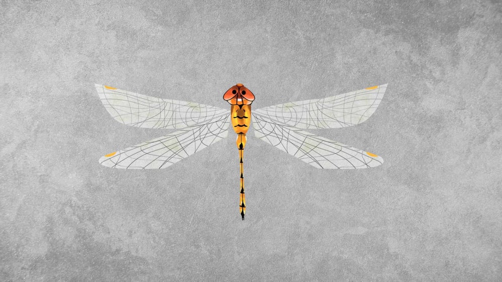 Globe Skimmer or Wandering Glider: Facts, Migration, Diet