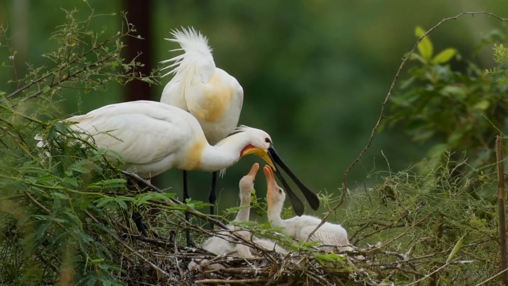 Family Tree: Eurasian Spoonbills and the Drama of Daily Life