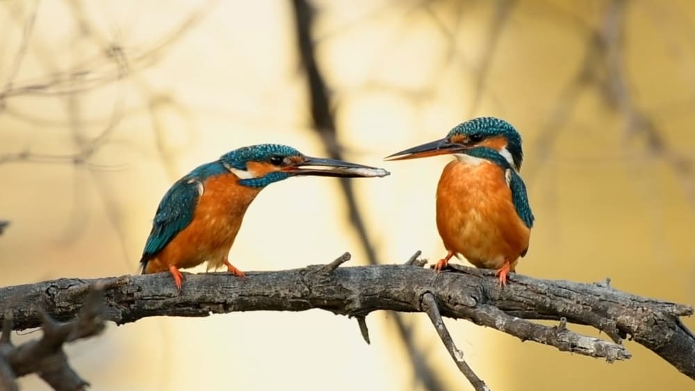 Eat, Prey, Love: Lake-side Romance of a Common Kingfisher