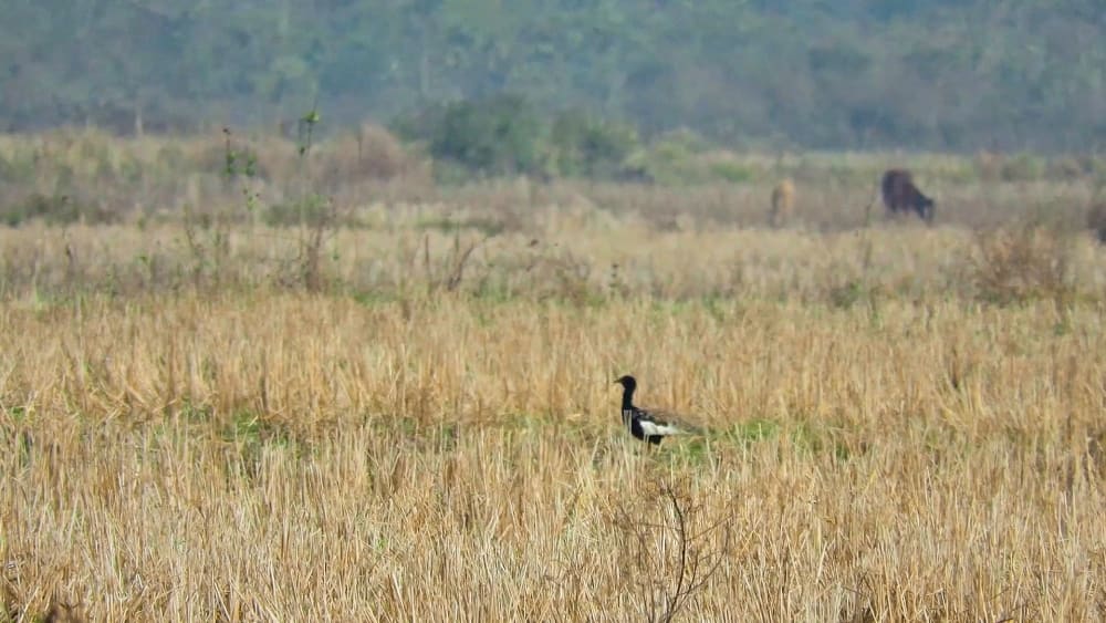 The Endangered Bengal Florican and Koklabari's Fields of Hope