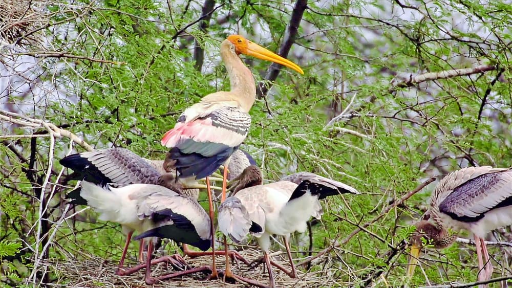 Home Affairs: The Cacophonous Colonies of Painted Storks