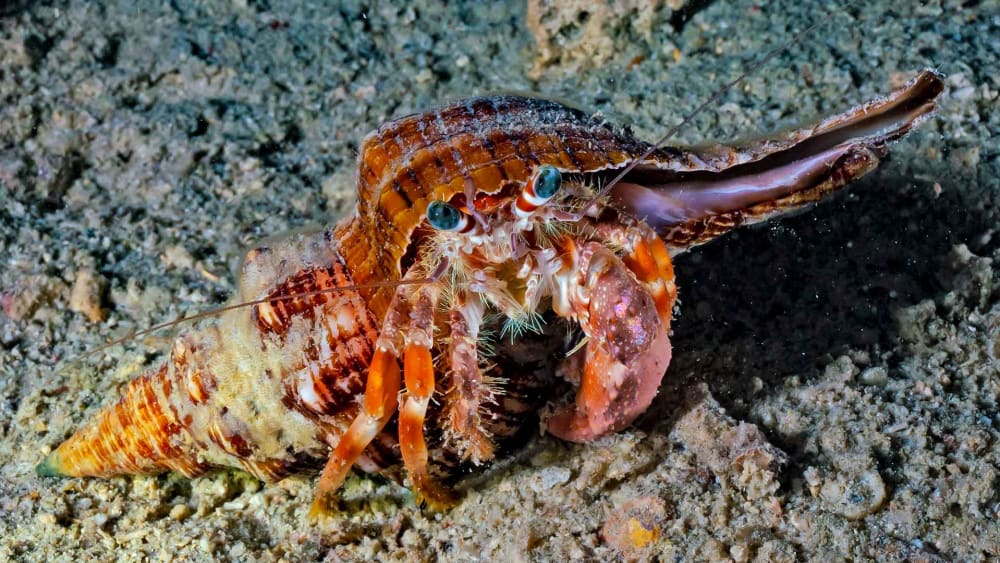 Hermit Crabs: Mobile Home in a Snail Shell