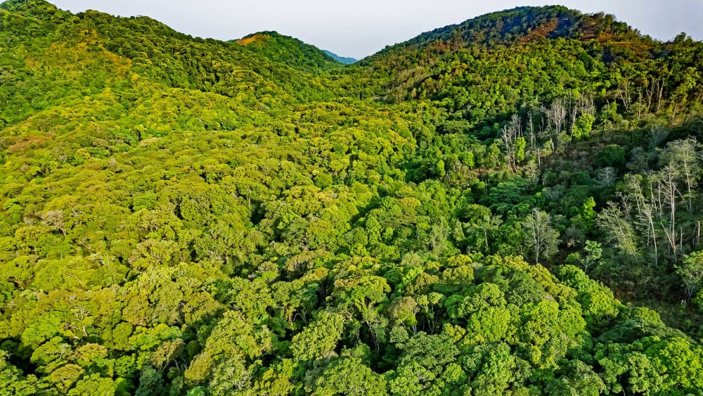 Flirting with the Rain in Mizoram’s Murlen National Park