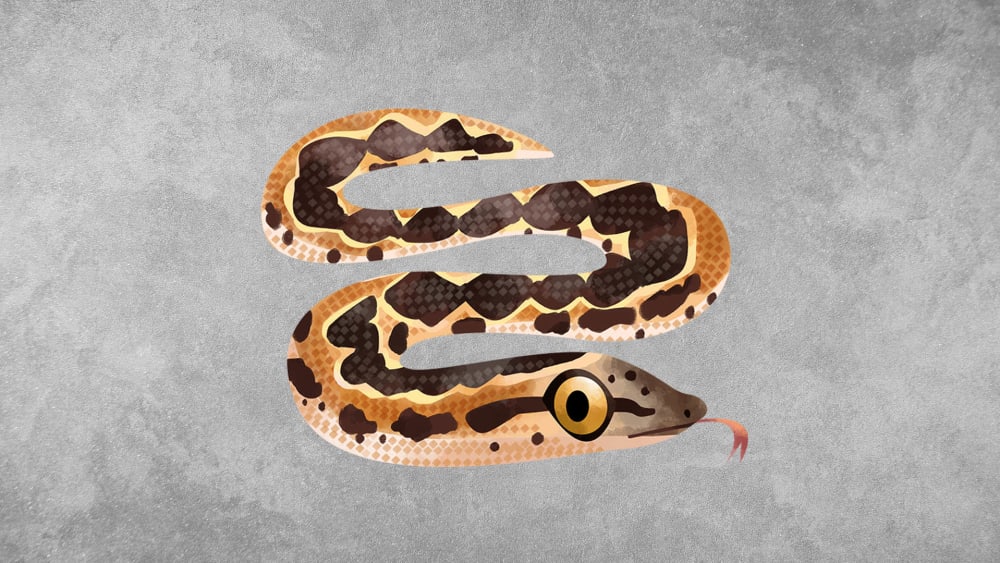 Rough-scaled Sand Boa: Facts, Habitat, Threats