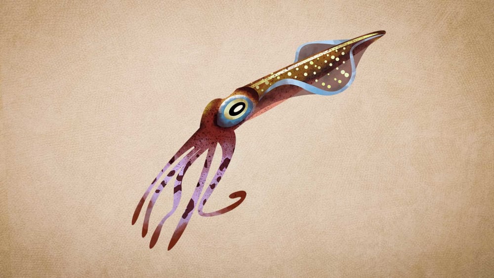 Squids: Facts, Diet, Threats