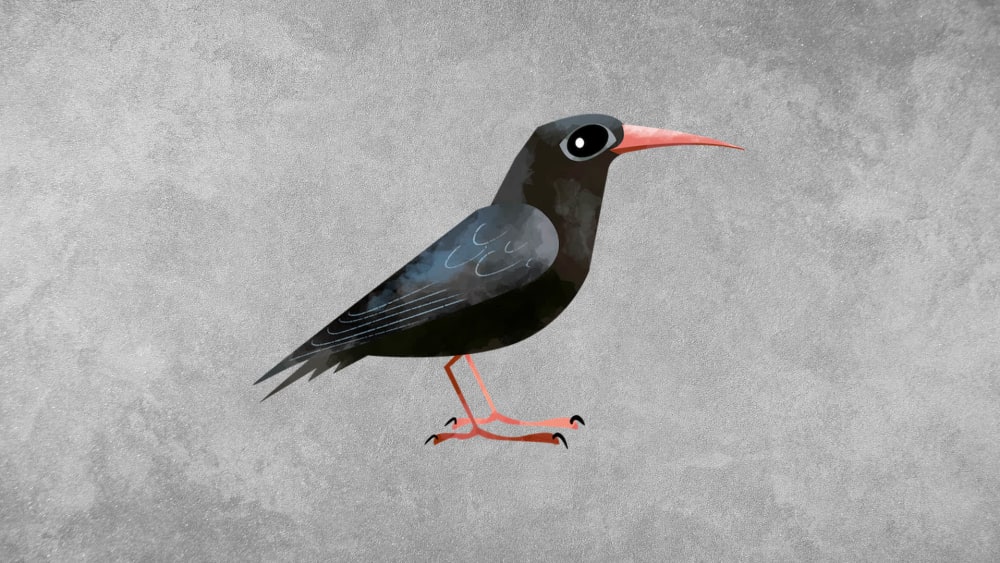 Red-billed Chough: Facts, Range and Habitat