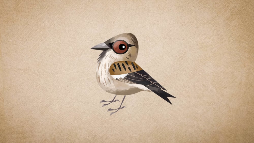 Plain mountain finch: Facts, Habitat, Flocks