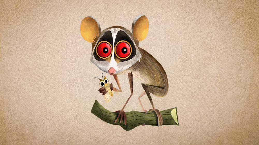 Mysore Slender Loris: Facts, Behaviour, Threats