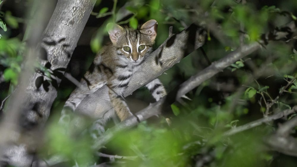 Modern Family: Observing a Rusty-Spotted Cat Clan in Rajasthan