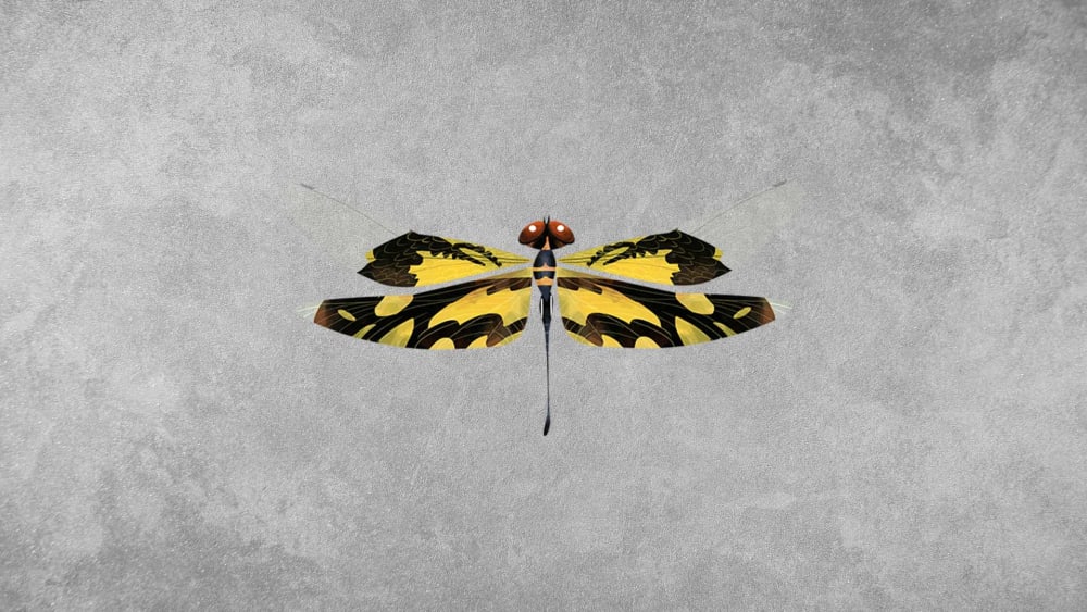 Common Picturewing: Facts, Diet, Lifecycle