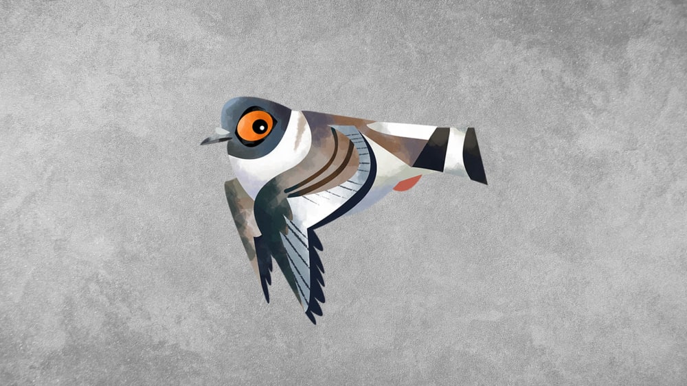 Snow Pigeon: Facts, Range, Habitat
