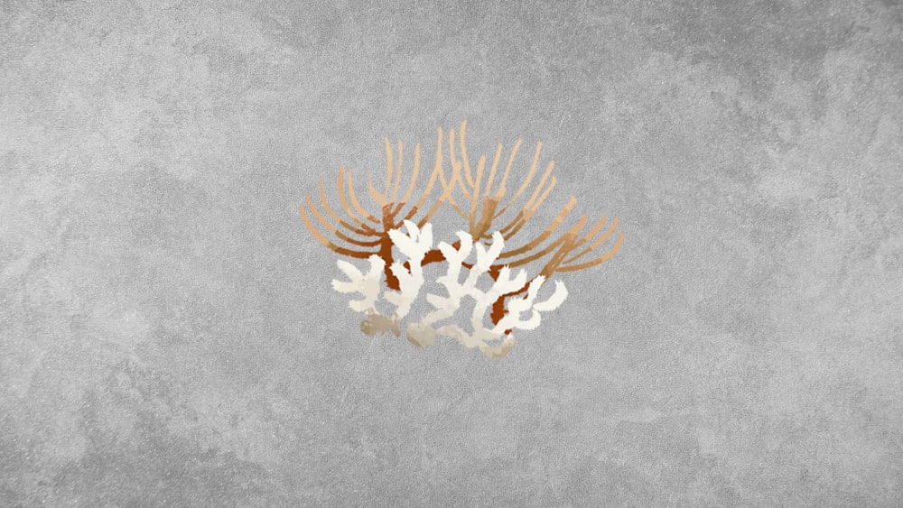 Bryozoa: Facts, Anatomy, Colonies