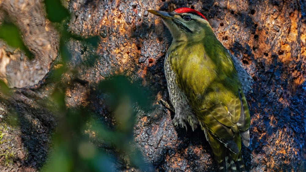 Avian Percussionists: The Drumming Woodpeckers of Uttarakhand