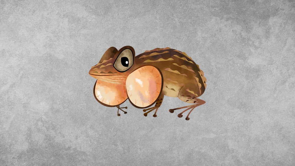 Humayun's Wrinkled Frog: Facts, Calls, Breeding