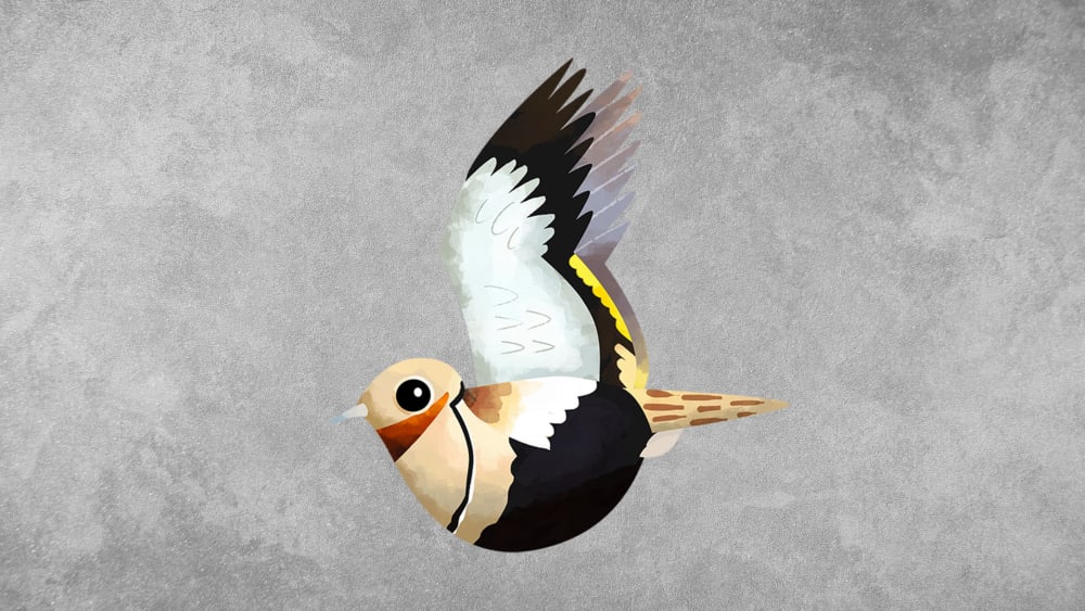 Black-bellied Sandgrouse: Facts, Habitat, Threats
