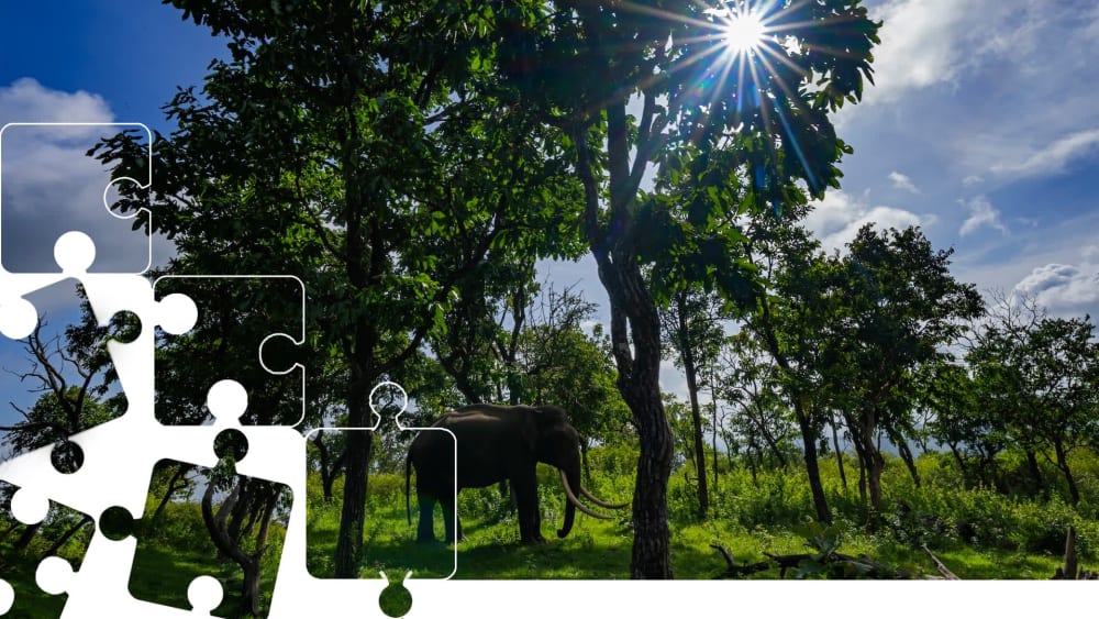Wildlife Puzzle: Asian Elephant