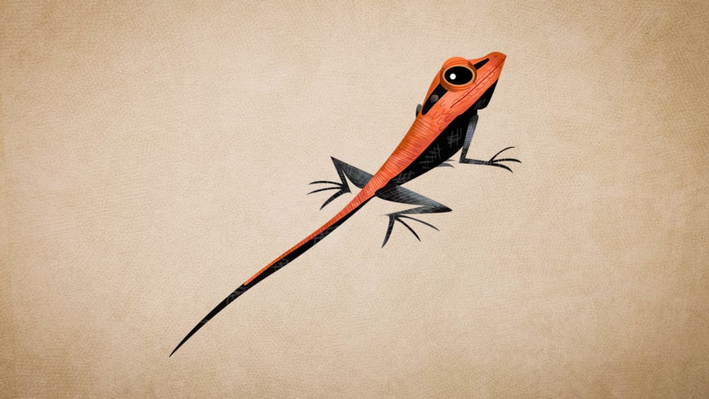 Peninsular Rock Agama: Facts, Behaviour, Habitat