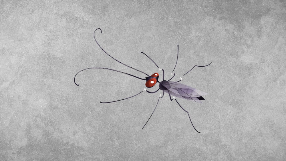 Spider Wasp: Facts, Hunting, Lifecycle