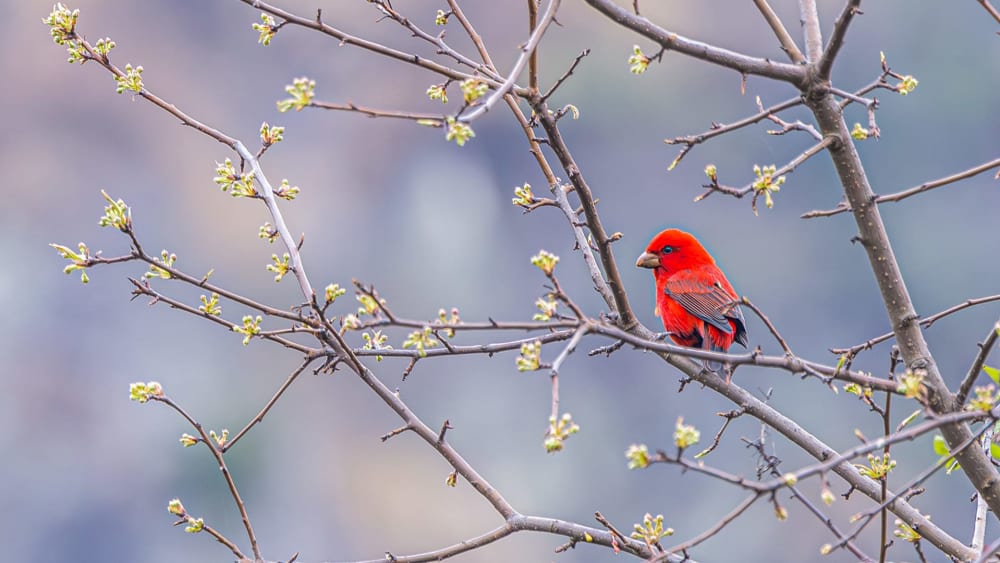 Scarlet Finch: Dazzling Red Feathers