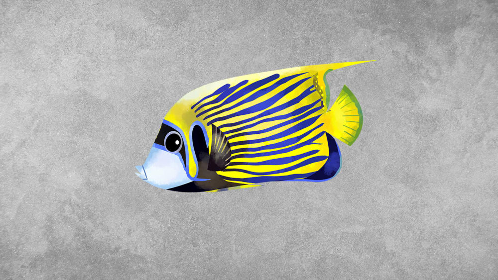Angelfish: Facts, Habitat, Threats