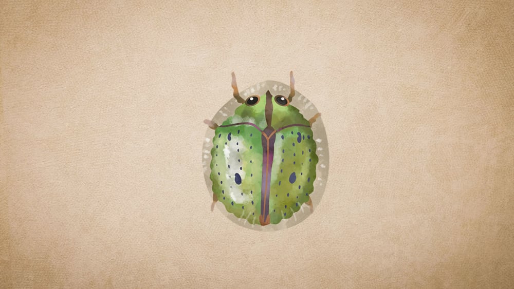 Tortoise Beetles: Facts, Lifecycle and Distribution