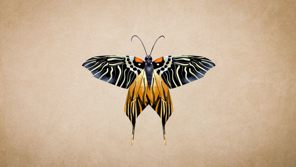 Apatani Glory Moth: Facts, Life Cycle, Habitat