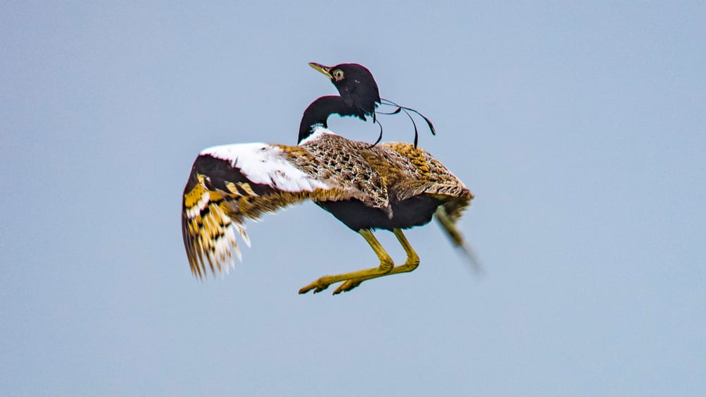 Friendly Neighbours: Lesser Florican and the Farmers of Shokaliya