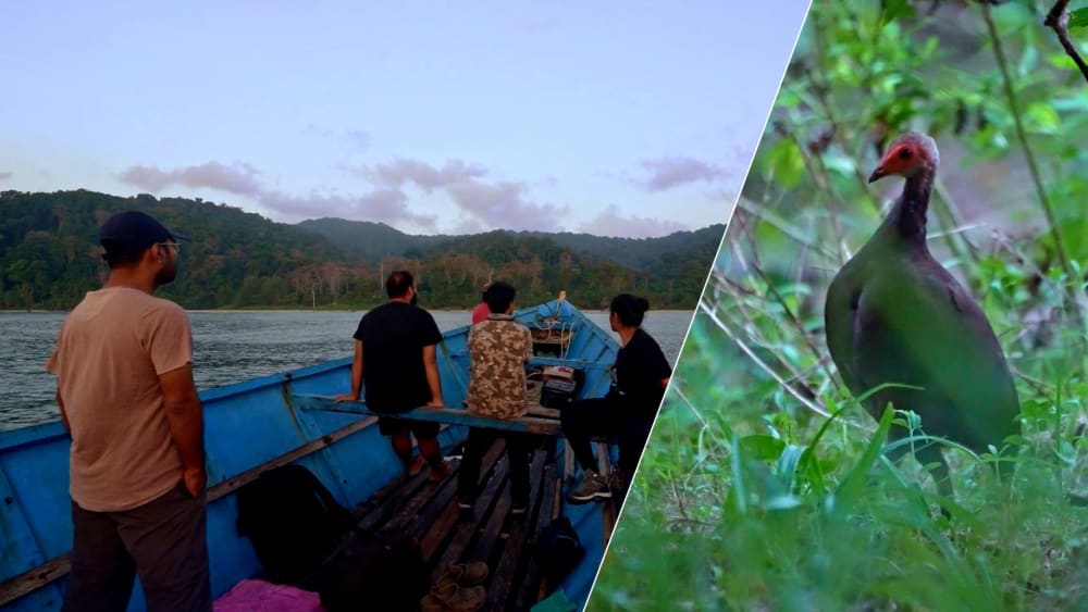 Bird Quest: In Search of the Last Nicobar Megapodes
