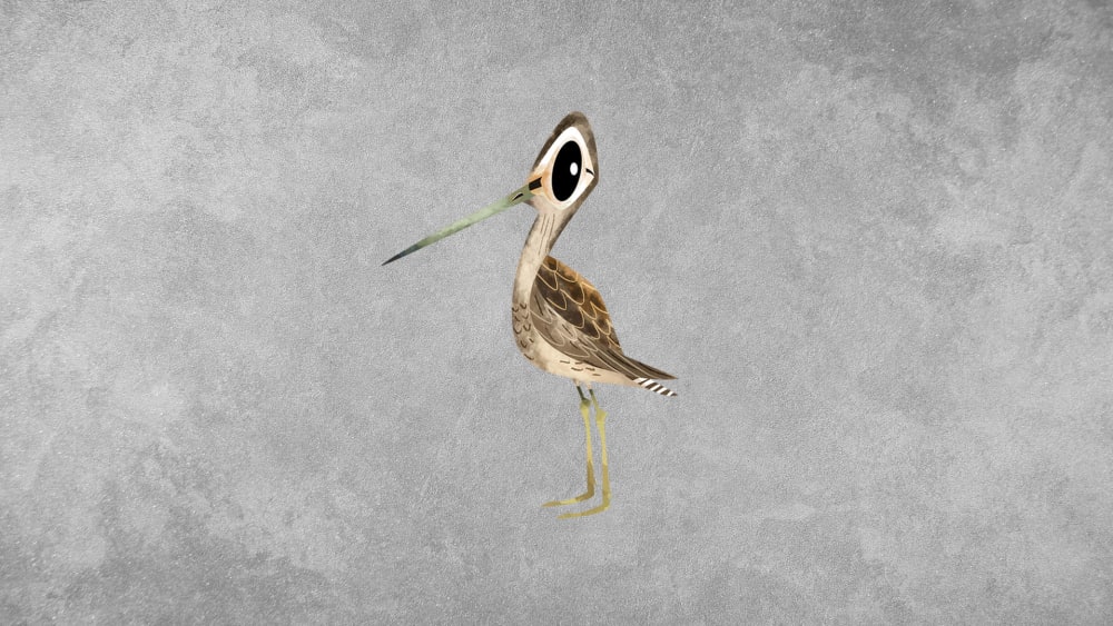 Long-billed Dowitcher: Facts, Distribution, Diet