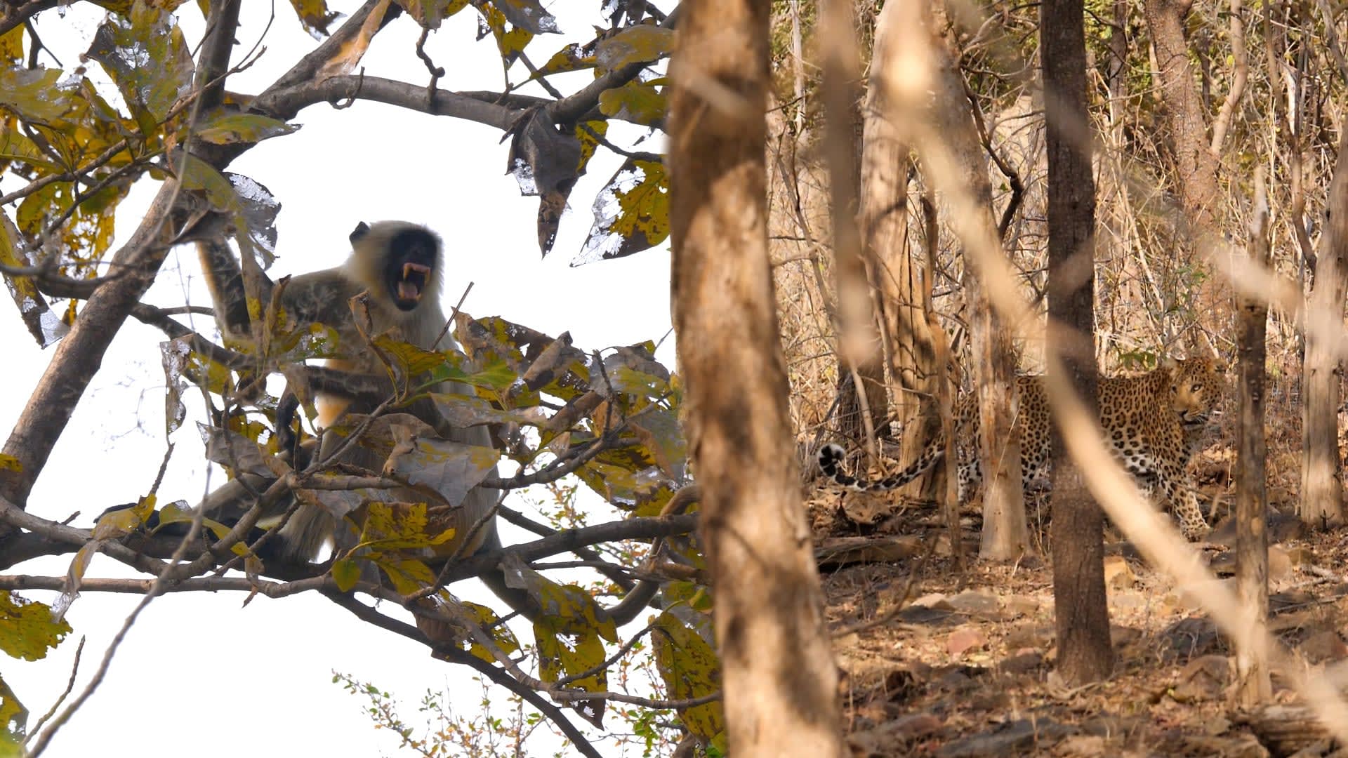 Red Alert: When a Leopard Hunts, the Jungle Grapevine Buzzes